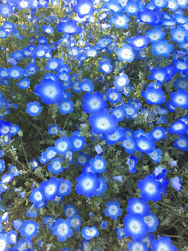 nemophila